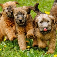 Soft  Coated Wheaten Terrier breed puppies minepuppy